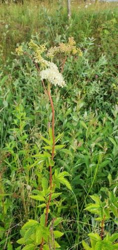 20200716 0601294121631885821214529