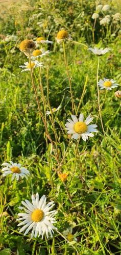 20200716 06115235023571842296854