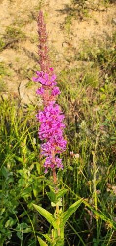 20200716 0614067302597866729655433