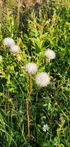 20200716 0641428950295359996336535