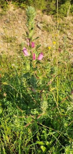 20200716 0645436381414017492494389