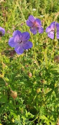 20200716 0655561927059826280928259