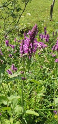 20200716 1001037123812697493105086