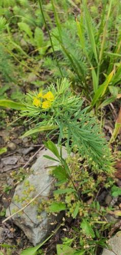 20200716 1040166546244352437354268