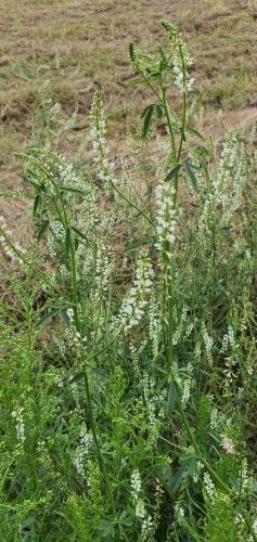 20200723 1758136545813479255113473