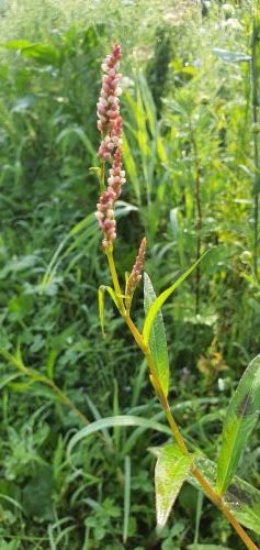 20200725 0711372568806637104818295