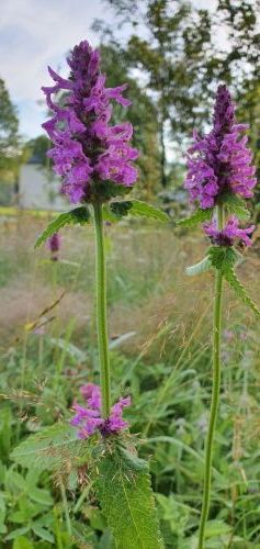 20200725 0714184795076410383636825