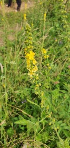 20200725 1004026059448047669484667