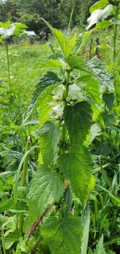 20200726 0951101163760755078921066