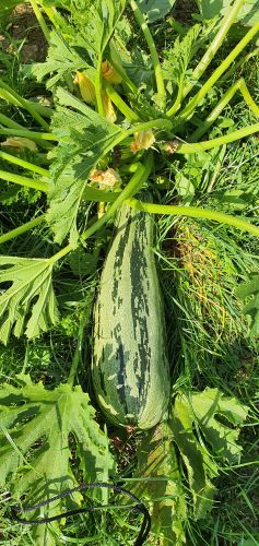 Nasz ogród - Sierpień 2020