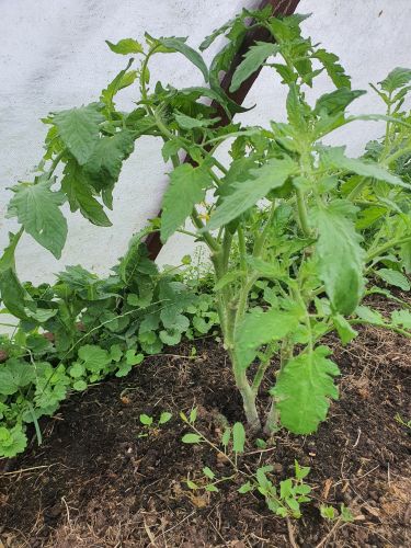 Nasz ogród - Lipiec 2021