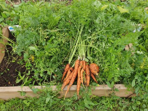 Nasz ogród - Sierpień 2021