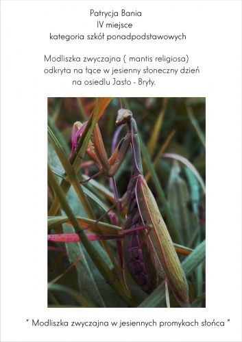 Rozstrzygnięcie konkursu "Owad czy robak - oto jest pytanie"