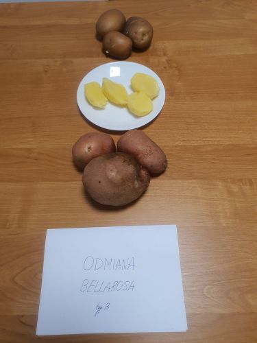 Relacja z warsztatów „Kilka słów o warzywach”