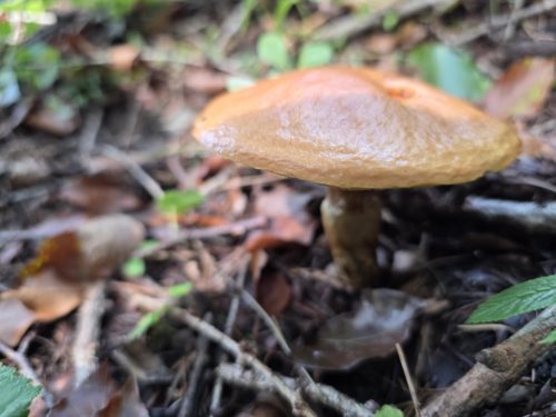 Wycieczka sekcji Ekoturystyki (13.09.2025)