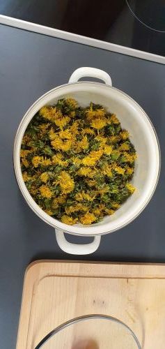 Wytwarzanie syropu z mniszka lekarskiego